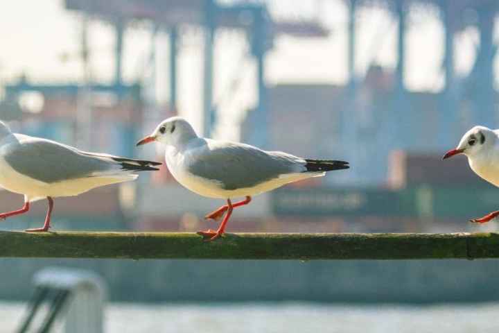 Three seagulls walking on a railing with a blurred industrial port background.